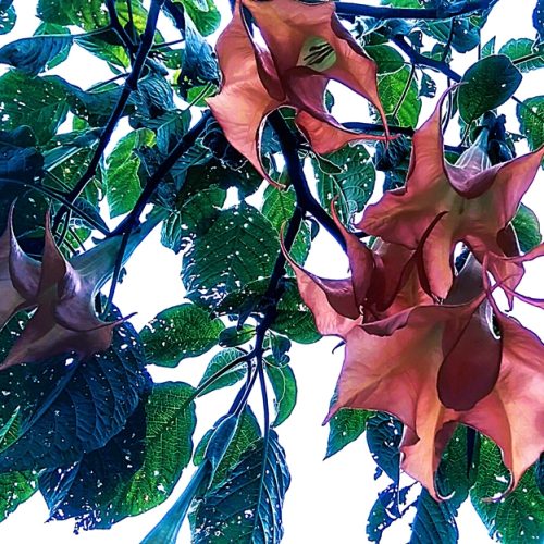 Senyum Bidadari untuk Tenaga Sapi