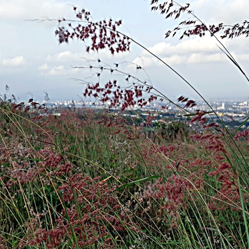 Lolongan di Bulan Agustus