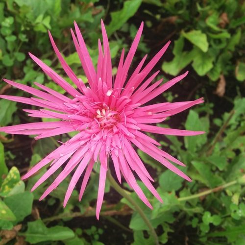 Nyonya dan Pasang Surut Air Laut