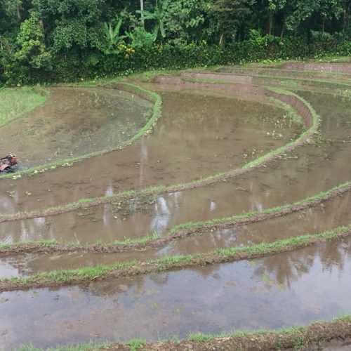 Kelinci dan Bidadari